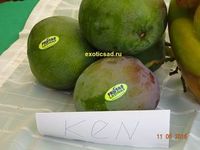 ����� ���� ����