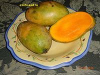 ����� ���� ����� �������