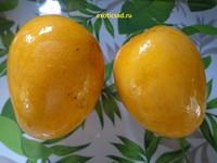 ����� ����� �������